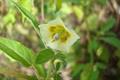 native gooseberry